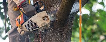 Best Lot and Land Clearing  in Layhill, MD