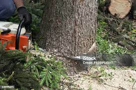 How Our Tree Care Process Works  in  Layhill, MD