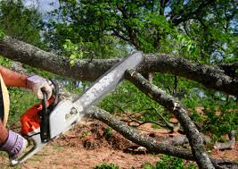Best Tree Cabling and Bracing  in Layhill, MD