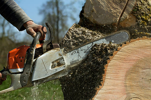 Reliable Layhill, MD Tree Removal Solutions
